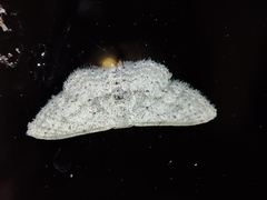 Idaea minuscularia