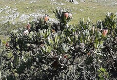 Protea laurifolia