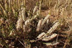 Erica imbricata