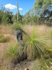 Xanthorrhoea johnsonii