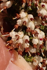 Erica imbricata