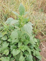 Chaiturus marrubiastrum