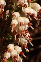 Erica imbricata