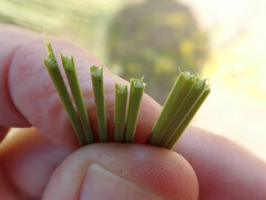 Xanthorrhoea johnsonii