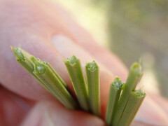 Xanthorrhoea johnsonii