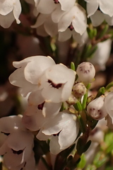 Erica subdivaricata