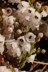Erica subdivaricata