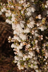 Erica subdivaricata