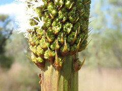 Xanthorrhoea johnsonii