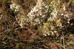 Erica subdivaricata