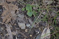 Chiloglottis valida