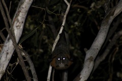 Pteropus poliocephalus