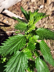 Urtica