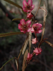 Lasiopetalum rufum