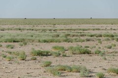 Camelus dromedarius