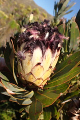 Protea laurifolia