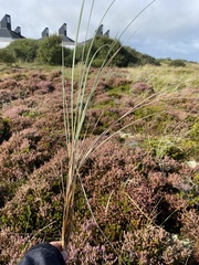 Ammophila arenaria