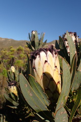 Protea laurifolia
