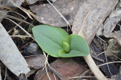 Chiloglottis valida