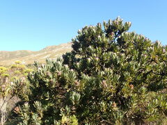 Protea laurifolia