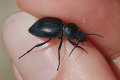 Tentyria mucronata