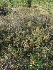 Rhododendron columbianum