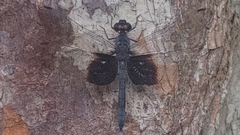 Tyriobapta torrida