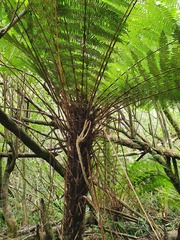 Cyathea smithii