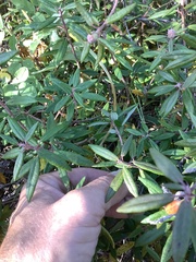 Rhododendron columbianum