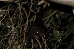 Pteropus poliocephalus