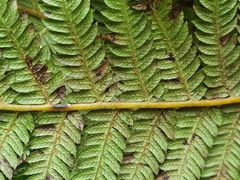 Cyathea smithii