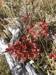 Viburnum edule