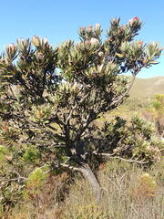 Protea laurifolia