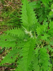 Urtica ferox