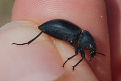 Tentyria mucronata
