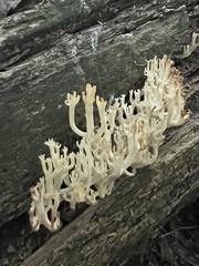 Artomyces pyxidatus