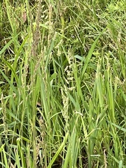 Beckmannia eruciformis