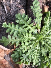 Capsella bursa-pastoris