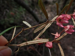 Lasiopetalum rufum