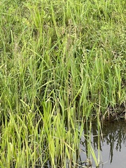 Beckmannia eruciformis