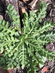 Capsella bursa-pastoris