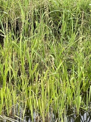 Beckmannia eruciformis