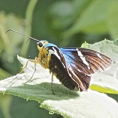 Astraptes fulgerator azul