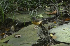 Copsychus malabaricus