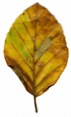Phyllonorycter messaniella