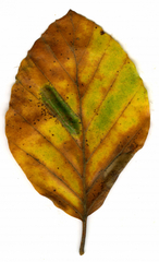 Phyllonorycter messaniella