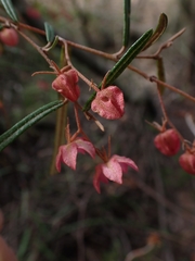 Lasiopetalum rufum