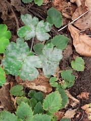 Erysiphe aquilegiae