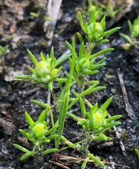 Siloxerus multiflorus