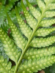 Rumohra adiantiformis